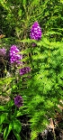 Plants: image 44 Of 208 Thumb